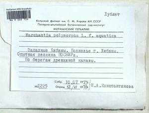 Marchantia polymorpha L., Гербарий мохообразных, Мхи - Карелия, Ленинградская и Мурманская области (B4) (Россия)