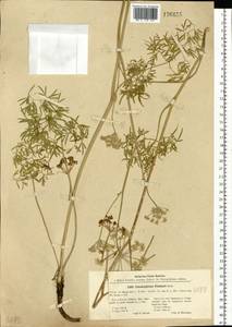 Cenolophium fischeri (Spreng.) W. D. J. Koch, Сибирь, Прибайкалье и Забайкалье (S4) (Россия)