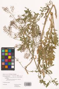 Rorippa × armoracioides (Tausch) Fuss, Восточная Европа, Центральный район (E4) (Россия)