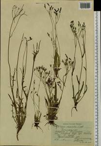 Ixeris chinensis subsp. versicolor (Fisch. ex Link) Kitam., Сибирь, Прибайкалье и Забайкалье (S4) (Россия)