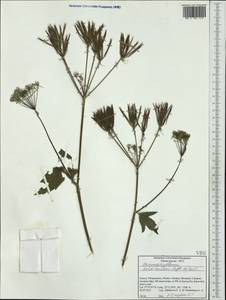 Chaerophyllum heldreichii Orph. ex Boiss., Западная Европа (EUR) (Греция)