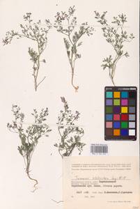 Дымянка Шлейхера Soy.-Will., Восточная Европа, Нижневолжский район (E9) (Россия)