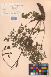 Oreoselinum nigrum Delarbre, Восточная Европа, Средневолжский район (E8) (Россия)