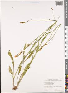 Campanula stevenii subsp. altaica (Ledeb.) Fed., Восточная Европа, Волжско-Камский район (E7) (Россия)