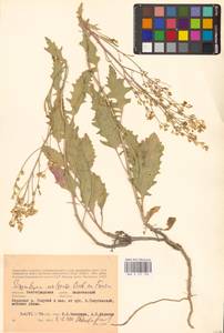 Гулявник волжский M.Bieb. ex E.Fourn., Восточная Европа (без точных пунктов) (E0)