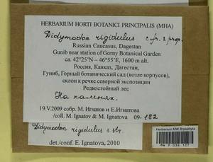 Didymodon rigidulus Hedw., Гербарий мохообразных, Мхи - Северный Кавказ и Предкавказье (B12) (Россия)