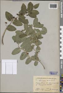 Жимолость татарская L., Восточная Европа, Нижневолжский район (E9) (Россия)