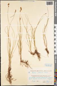 Осока ранняя Schreb., Восточная Европа, Северо-Украинский район (E11) (Украина)