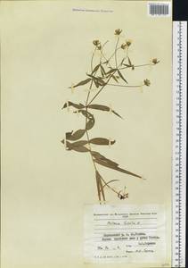 Rabelera holostea (L.) M. T. Sharples & E. A. Tripp, Восточная Европа, Молдавия (E13a) (Молдавия)