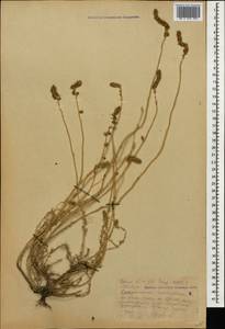 Камфоросма монпелийская L., Восточная Европа, Нижневолжский район (E9) (Россия)