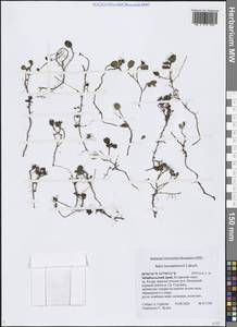 Ива Турчанинова Laksch., Сибирь, Прибайкалье и Забайкалье (S4) (Россия)