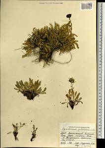 Tanacetum pulchrum (Ledeb.) Sch. Bip., Монголия (MONG) (Монголия)