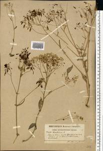 Вайда красильная L., Восточная Европа, Московская область и Москва (E4a) (Россия)