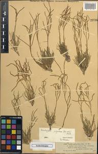 Rhammatophyllum pachyrhizum (Kar. & Kir.) O.E. Schulz, Средняя Азия и Казахстан, Муюнкумы, Прибалхашье и Бетпак-Дала (M9) (Казахстан)
