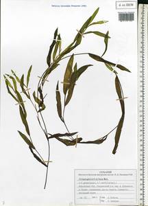 Potamogeton × nitens Weber, Восточная Европа, Волжско-Камский район (E7) (Россия)