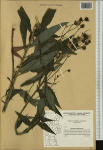Hieracium laevigatum subsp. rigidum (Hartm.) Celak., Западная Европа (EUR) (Дания)