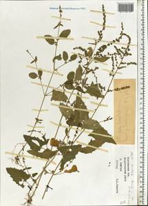 Лебеда лежачая, Лебеда простертая DC., Восточная Европа, Центральный лесостепной район (E6) (Россия)