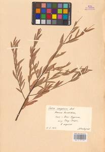 Ива джунгарская Andersson, Средняя Азия и Казахстан, Сырдарьинские пустыни и Кызылкумы (M7) (Казахстан)