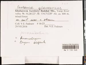 Saelania glaucescens (Hedw.) Broth., Гербарий мохообразных, Мхи - Дальний Восток (без Чукотки и Камчатки) (B20) (Россия)