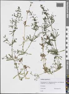 Подмаренник цепкий L., Сибирь, Западная Сибирь (S1) (Россия)