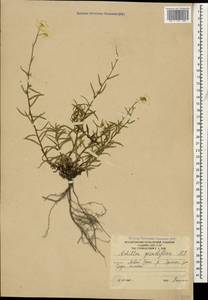 Тысячелистник чихотниколистный (Willd.) Rupr. ex Heimerl, Кавказ, Южная Осетия (K4b) (Южная Осетия)