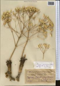 Прангос противозубный (Pall.) Herrnst. & Heyn, Средняя Азия и Казахстан, Прикаспийский Устюрт и Северное Приаралье (M8) (Казахстан)