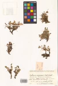 Остролодочник чернеющий (Pall.) Fisch. ex DC., Сибирь, Чукотка и Камчатка (S7) (Россия)