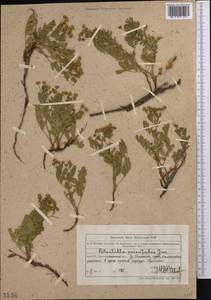 Sibbaldianthe orientalis (Soják) Mosyakin & Shiyan, Средняя Азия и Казахстан, Северный и Центральный Тянь-Шань (M4) (Казахстан)