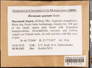 Dicranum spurium Hedw., Гербарий мохообразных, Мхи - Карелия, Ленинградская и Мурманская области (B4) (Россия)