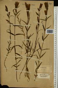 Горечавка легочная L., Восточная Европа, Северо-Западный район (E2) (Россия)