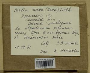 Pohlia cruda (Hedw.) Lindb., Гербарий мохообразных, Мхи - Центральное Нечерноземье (B6) (Россия)