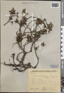 Рододендрон мелколистный Adams, Сибирь, Якутия (S5) (Россия)