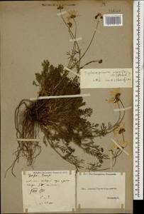 Трехреберник кавказский (Willd.) Hayek, Кавказ, Грузия (K4) (Грузия)