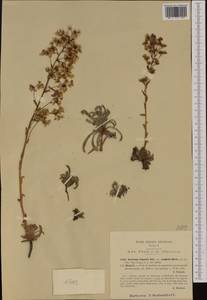 Saxifraga callosa subsp. australis (Moric.) Pignatti, Западная Европа (EUR) (Италия)