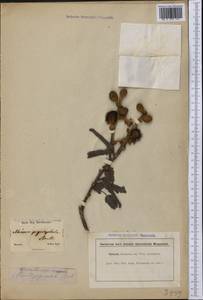 Mimosa pogocephala Benth., Америка (AMER) (Бразилия)