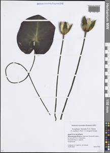 Nymphaea × borealis E.G.Camus, Восточная Европа, Московская область и Москва (E4a) (Россия)