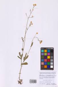 Brassica rapa subsp. sylvestris (L.) Janch., Восточная Европа, Московская область и Москва (E4a) (Россия)