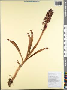 Anacamptis morio subsp. caucasica (K.Koch) H.Kretzschmar, Eccarius & H.Dietr., Кавказ, Черноморское побережье (от Новороссийска до Адлера) (K3) (Россия)
