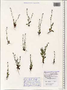 Arnebia decumbens subsp. decumbens, Кавказ, Ставропольский край, Карачаево-Черкесия, Кабардино-Балкария (K1b) (Россия)