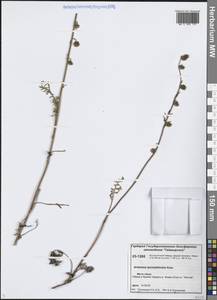 Artemisia laciniata subsp. laciniata, Сибирь, Центральная Сибирь (S3) (Россия)