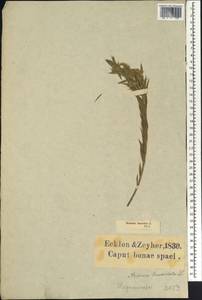 Aspalathus angustifolia (Lam.)R.Dahlgren, Африка (AFR) (ЮАР)