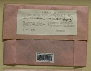 Hamatocaulis vernicosus (Mitt.) Hedenäs, Гербарий мохообразных, Мхи - Центральное Нечерноземье (B6) (Россия)