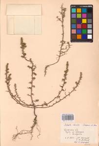 Солянка обыкновенная, Солянка сорная L., Восточная Европа, Западный район (E3) (Россия)