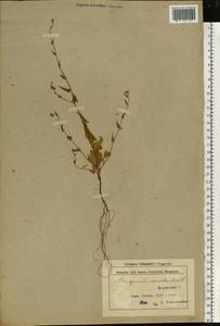 Гречишка вьюнковая (L.) Á. Löve, Восточная Европа, Белоруссия (E3a) (Белоруссия)