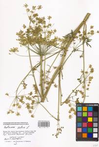 Пастернак посевной L., Восточная Европа, Московская область и Москва (E4a) (Россия)