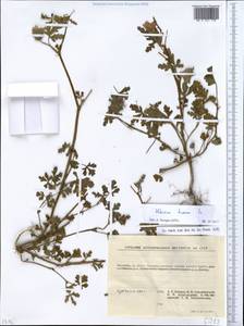 Trionum annuum Medik., Восточная Европа, Молдавия (E13a) (Молдавия)