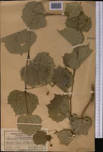 Ampelopsis vitifolia subsp. vitifolia, Средняя Азия и Казахстан, Памир и Памиро-Алай (M2) (Таджикистан)