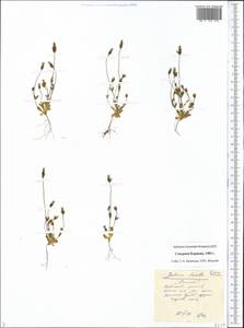 Комастома нежная (Rottb.) Toyok., Сибирь, Чукотка и Камчатка (S7) (Россия)