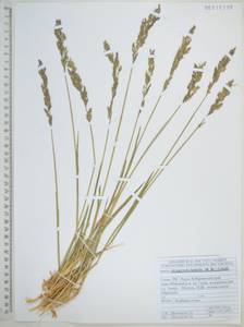 Арктополевица широколистная (R.Br.) Griseb., Сибирь, Дальний Восток (S6) (Россия)