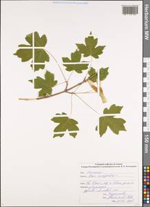 Клен полевой, Клен равнинный L., Кавказ, Северная Осетия, Ингушетия и Чечня (K1c) (Россия)